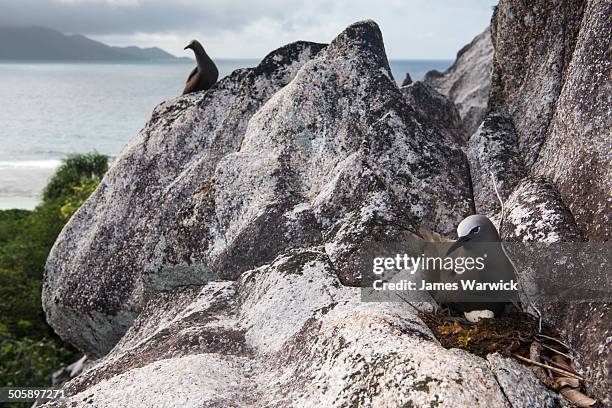 brown noddy with egg on granite ledge - noddy tern bird stock pictures, royalty-free photos & images