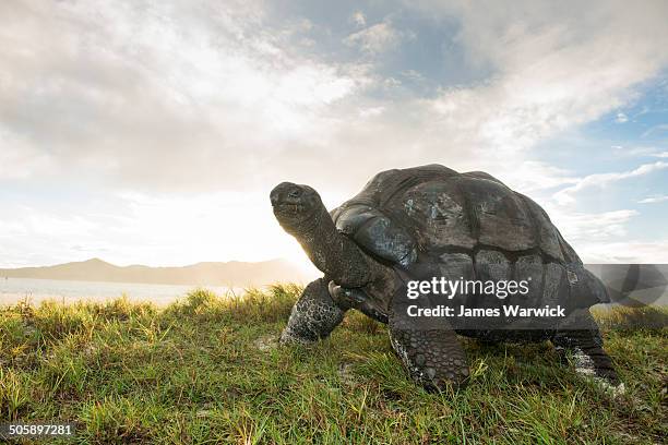 aldabra giant tortoise at edge of beach - seychelles 個照片及圖片檔