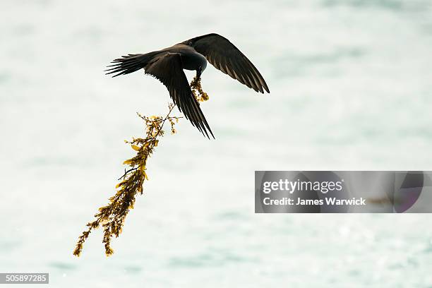 Lesser Noddiesnesting Lesser Noddy Photos and Premium High Res Pictures - Getty Images
