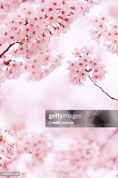 wunderschönen cherry blossom - kirschblüten stock-fotos und bilder