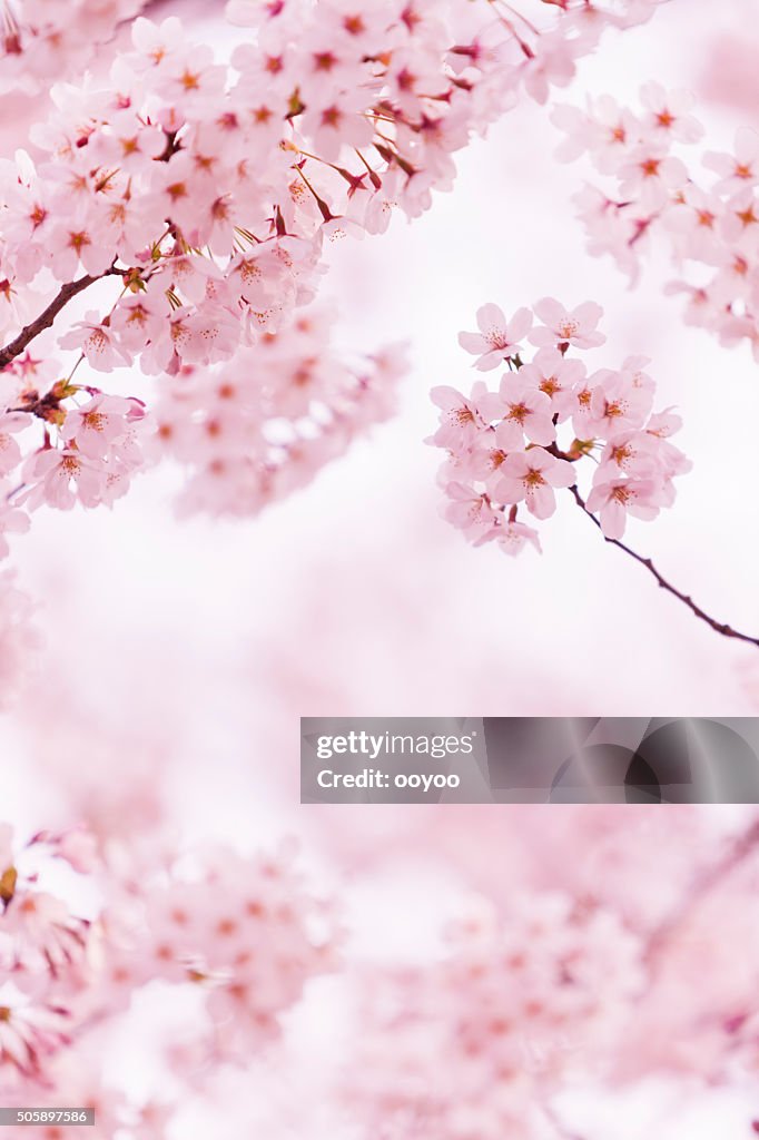 美しい桜の