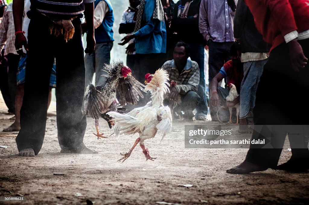 Cockfighting in India