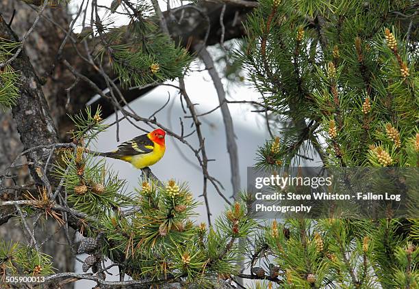 western tanager in a tree - piranga ludoviciana stock pictures, royalty-free photos & images