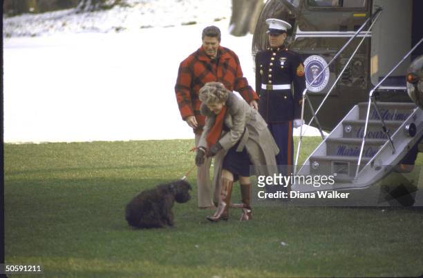 Pres. & Nancy Reagan by Marine One copter, leaving WH for Camp David, delayed by reluctant 1st dog Lucky, refusing to budge, w. Nancy tugging on...