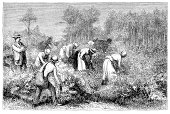 African slaves harvesting cotton 1868