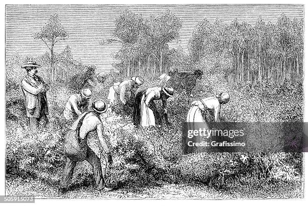 african slaves harvesting cotton 1868 - 18th century style stock illustrations