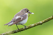 Perching female pied flycatcher with mayfly