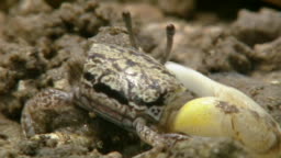 Closeup Fiddler Crab Burrowing Into Hole High-Res Stock Video