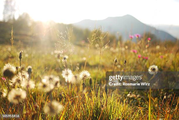 mountain meadow with hawkweed seeds, low angle view. - wildblume stock-fotos und bilder