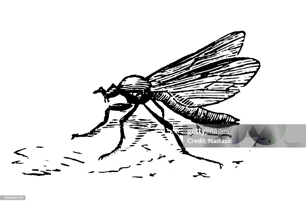 Mosquito