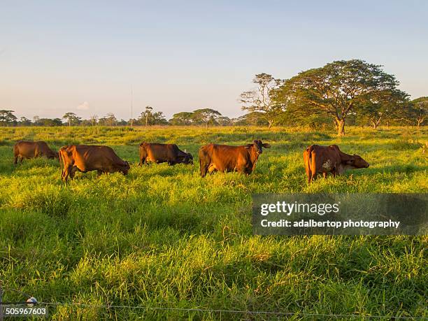 agriculture tech - adalbertop ストックフォトと画像