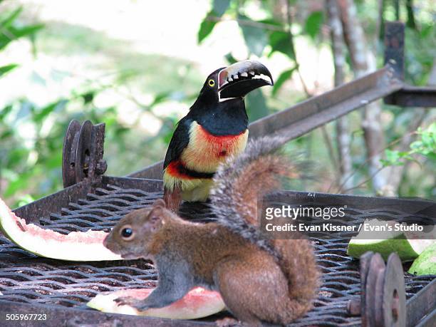 unusual animal pairs - evan kissner stock pictures, royalty-free photos & images
