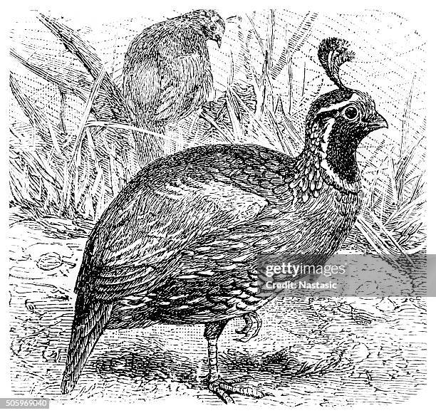 quail - quail bird stock illustrations