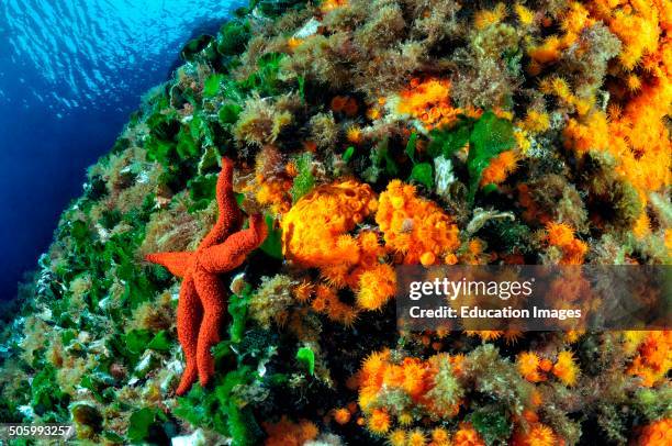 Starfish Laying on a Wall Full of Corals Astroides Calycularis and Green Algae