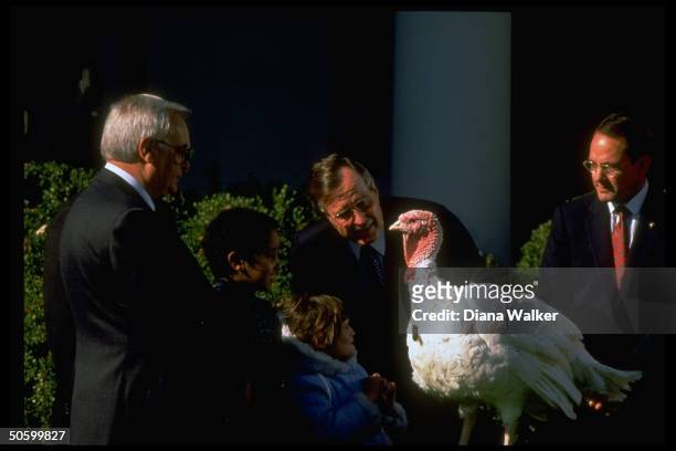 Pres. Bush bending to admire Thanksgiving bird fr. Natl. Turkey Federation's John Hendricks , outside WH, w. 2 unident. Bush grandchildren.