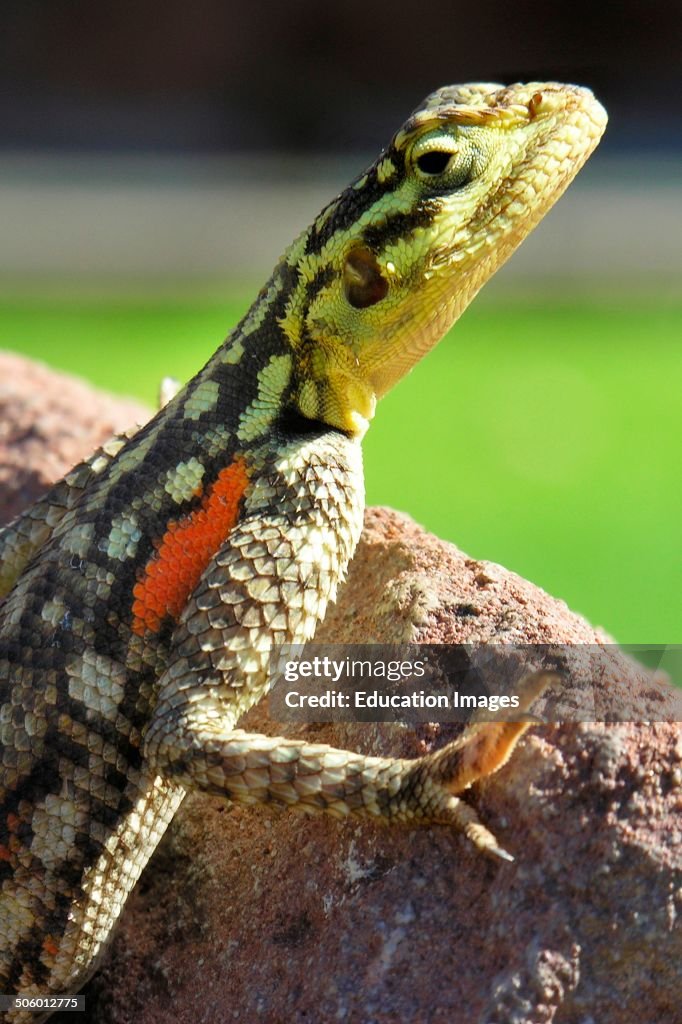 Namibia Lizard Green Lizard, Namibia. News Photo - Getty Images