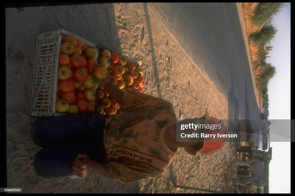 Palestinian boy w. fresh-picked crate of