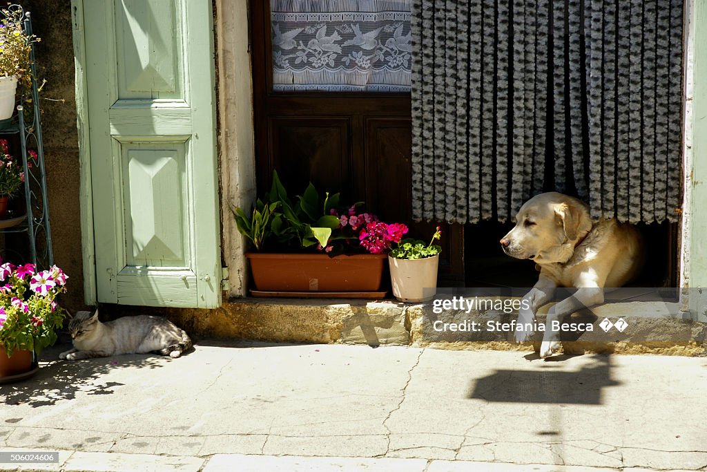 A dog and a cat resting in front of home