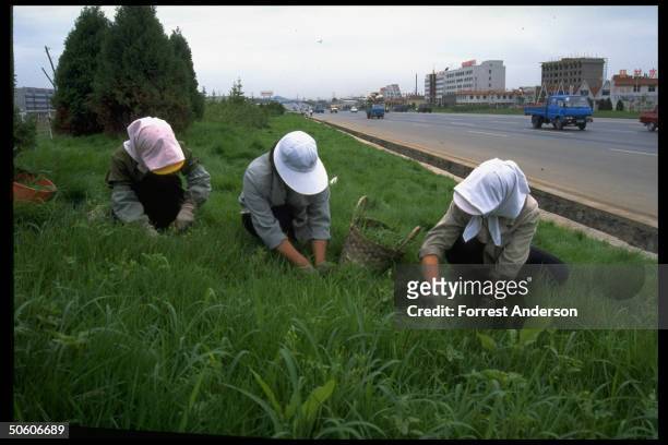 Women weeding plot of grass running along Dalian Shenyang expressway, mobilized in Mayor Bo Xilai campaign to create modern garden city.