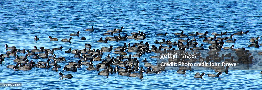 Flock, or Covert, of Coots, Merritt Island National Wildlife Refuge