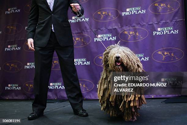 Bergamasco sheepdog is presented to the media during the 140th Annual Westminster Kennel Club Dog Show press conference on January 21 in New York to...