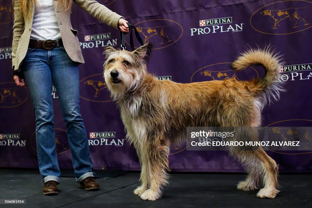 US-ENTERTAINMENT-DOG-SHOW