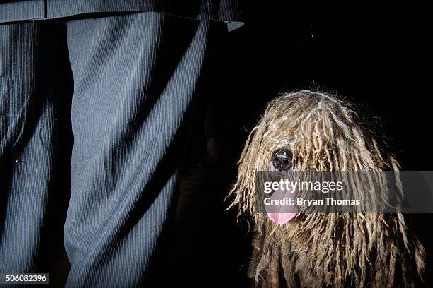 Erik Rothman stands next to Uragano, a Bergamasco Sheep Dog, following the announcement that the Westminster Dog Show would introduce seven new dog...