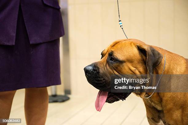 Eileen Weatherbee stands next to Obilio, a South African Boerboel, following the announcement that the Westminster Dog Show would introduce seven new...