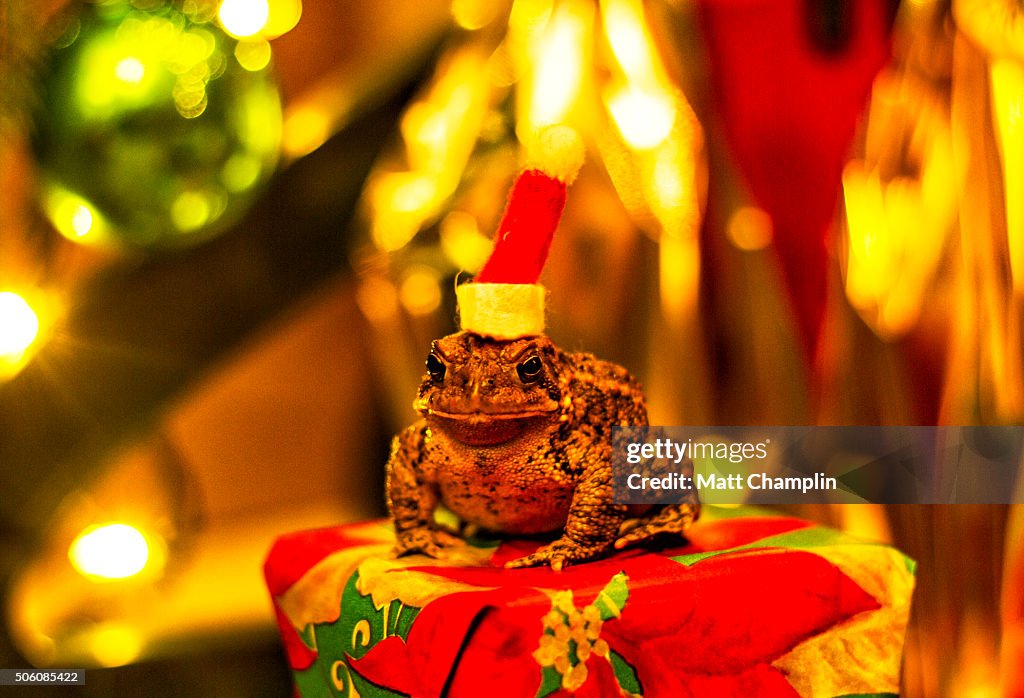 Toad Wearing a Santa Hat under a Tree