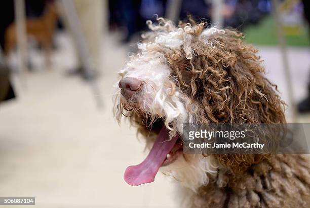 The Spanish Water Dog breed debuts at 140th Annual Westminster Kennel Club Dog Show - Meet The New Breeds at Madison Square Garden on January 21,...