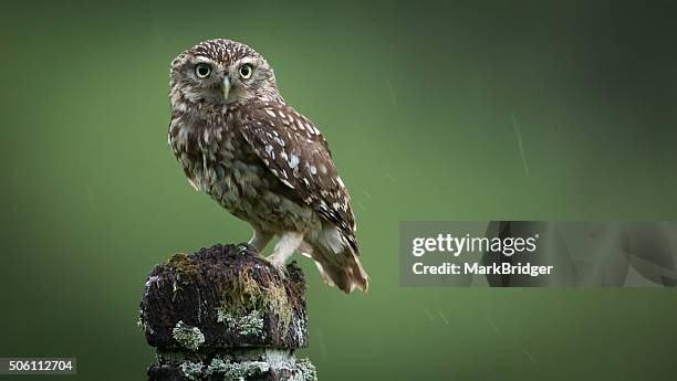 a little wet owl - eule stock-fotos und bilder