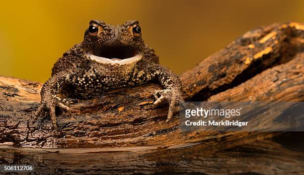 pardon me! - common toad stock pictures, royalty-free photos & images