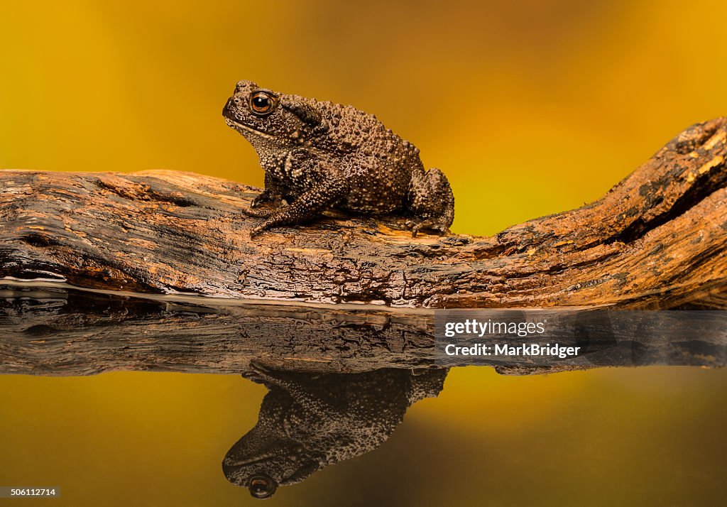 Toad On A Log High-Res Stock Photo - Getty Images