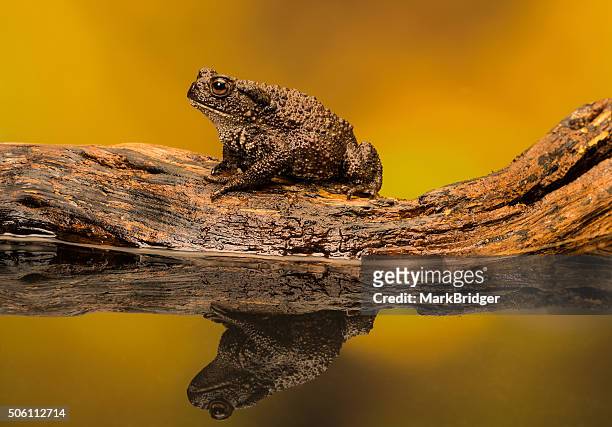 toad on a log - toad stock pictures, royalty-free photos & images