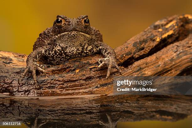 mr grumpy - common toad stock pictures, royalty-free photos & images