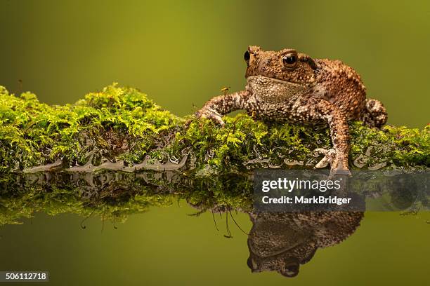 a common toad - erdkröte stock-fotos und bilder
