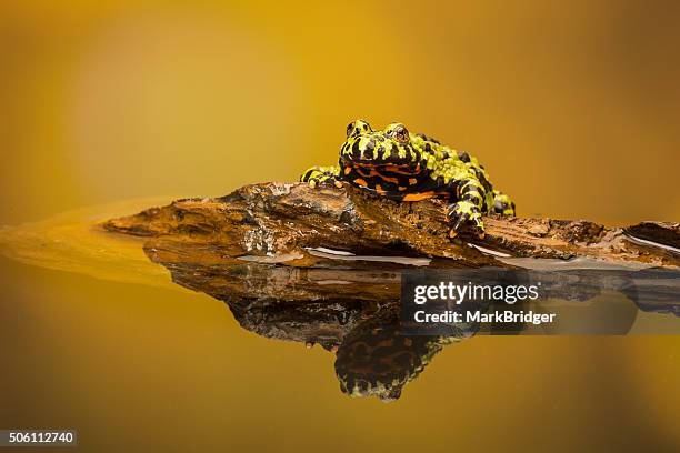 A fire bellied toad