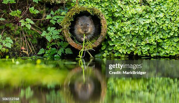 a vole in a hole - volea stock pictures, royalty-free photos & images