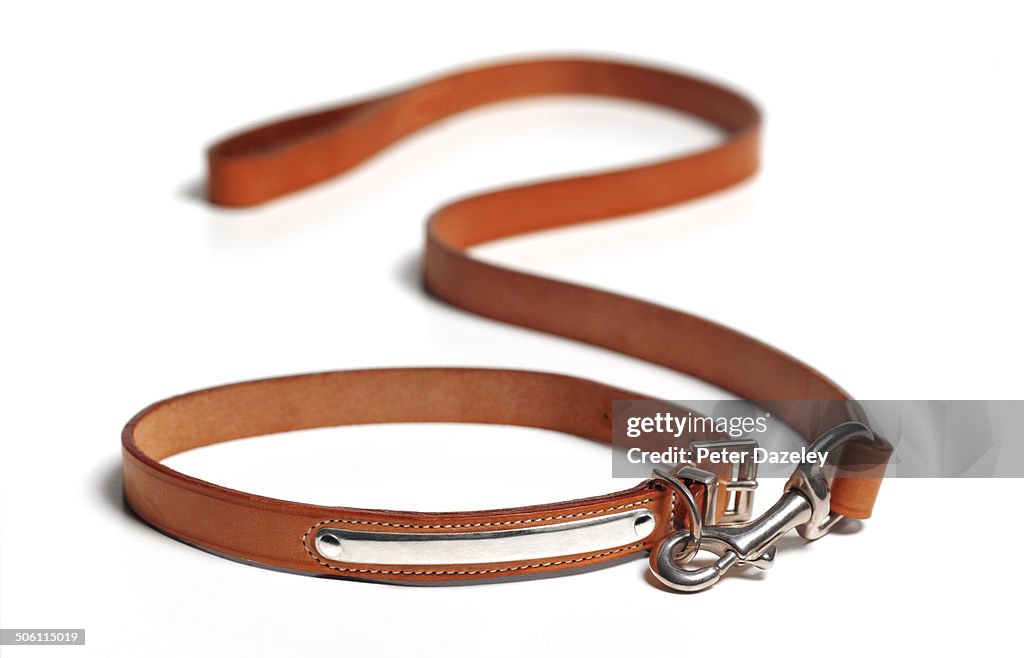 Dog lead with copy space