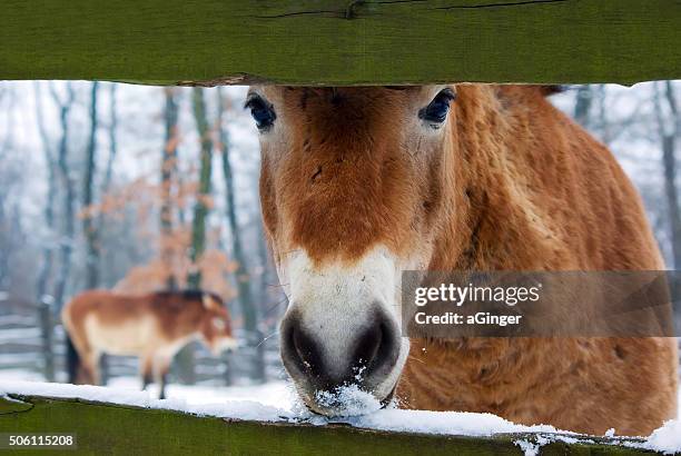 curious przewalski's horse - przewalski horses equus przewalskii stock pictures, royalty-free photos & images