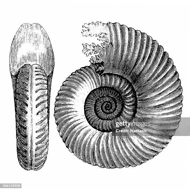 ilustrações, clipart, desenhos animados e ícones de amonite - ammonite