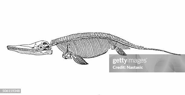 ichthyosaurus - dinosaur drawing stock illustrations