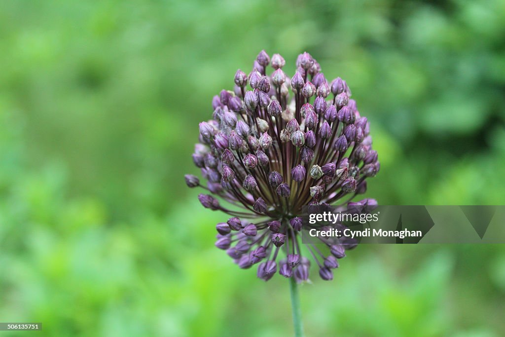 Purple Allium