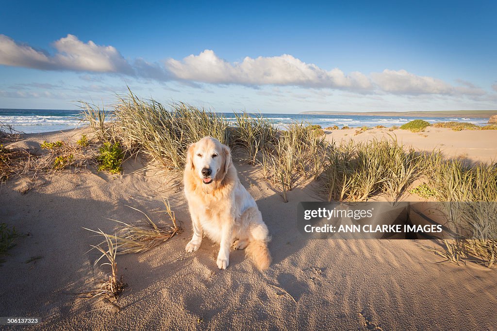 Golden retriever in the sand dunes