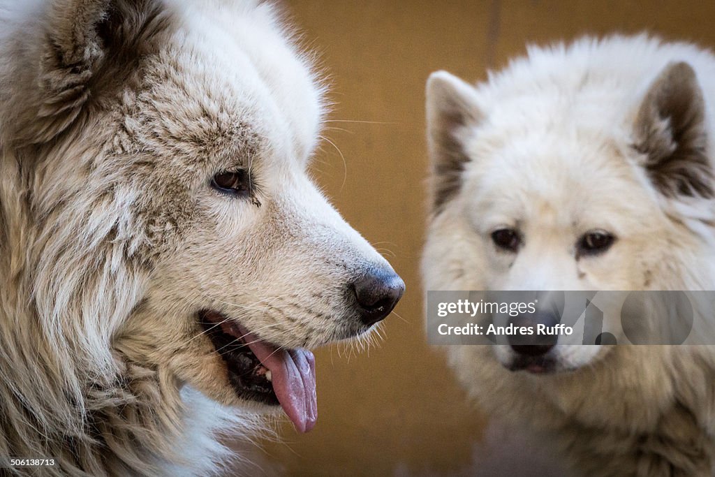 Samoyed Dog