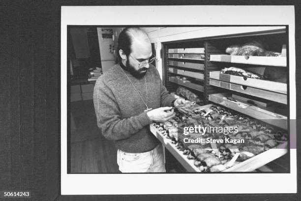 Grad student/bird expert Jack Dumbacher examining a stuffed bird specimen as he stands next to large open drawer filled w. Bird specimens in large...