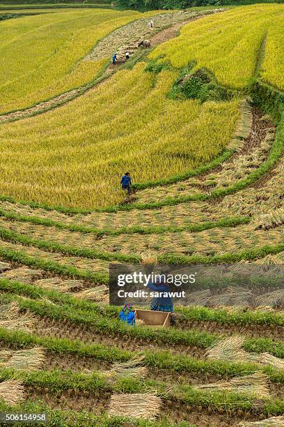 working the rice terraces,mu cang chai, vietnam - minoría miao fotografías e imágenes de stock