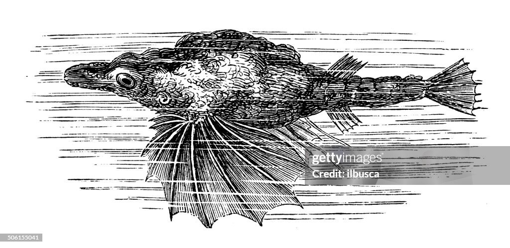 Antique illustration of little dragonfish (Eurypegasus draconis)