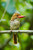 Close up portrait of Female Banded Kingfisher