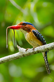 Close up portrait of Banded Kingfisher